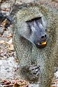 Baboon 4629